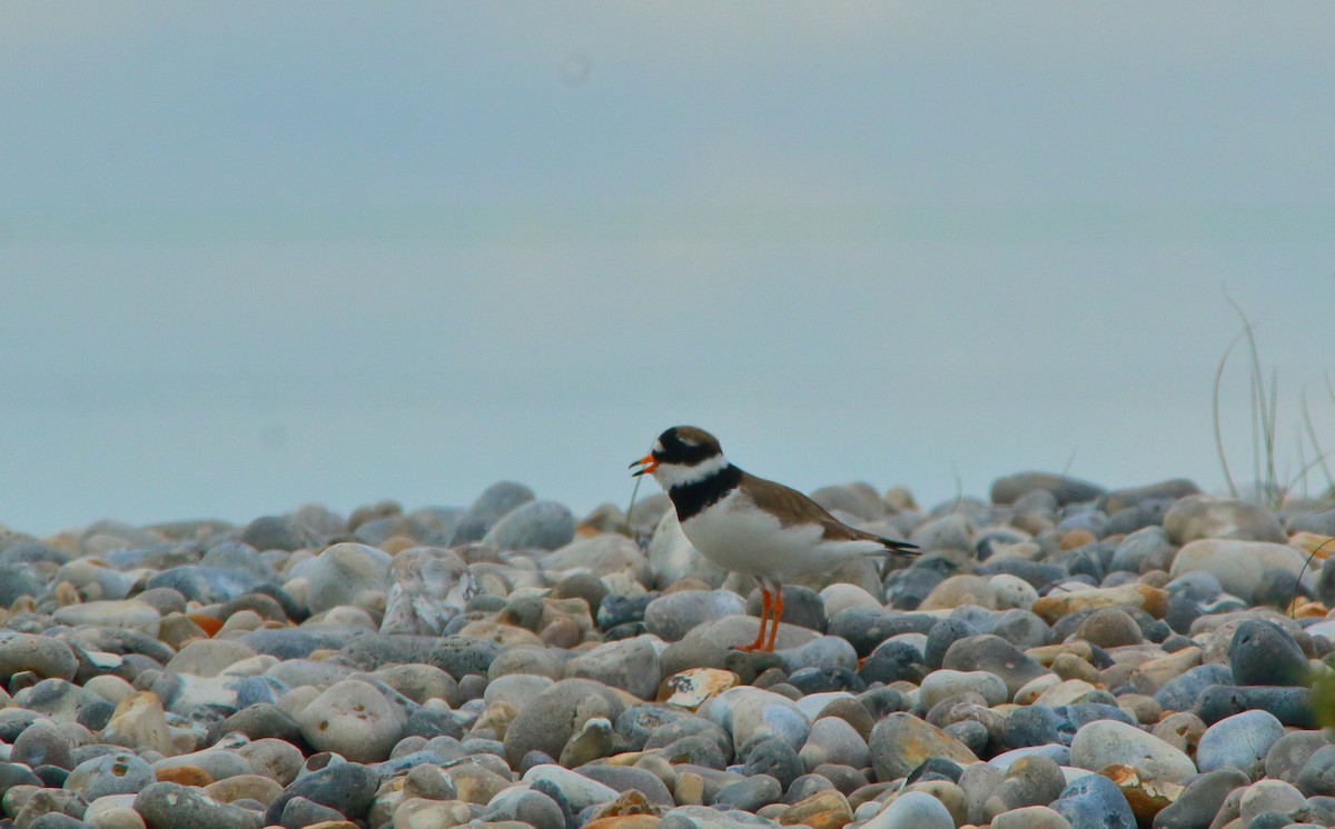 Common Ringed Plover - ML618327119