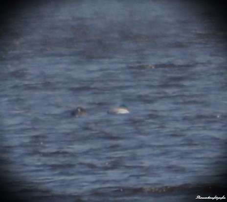 Greater Scaup - ML618327144