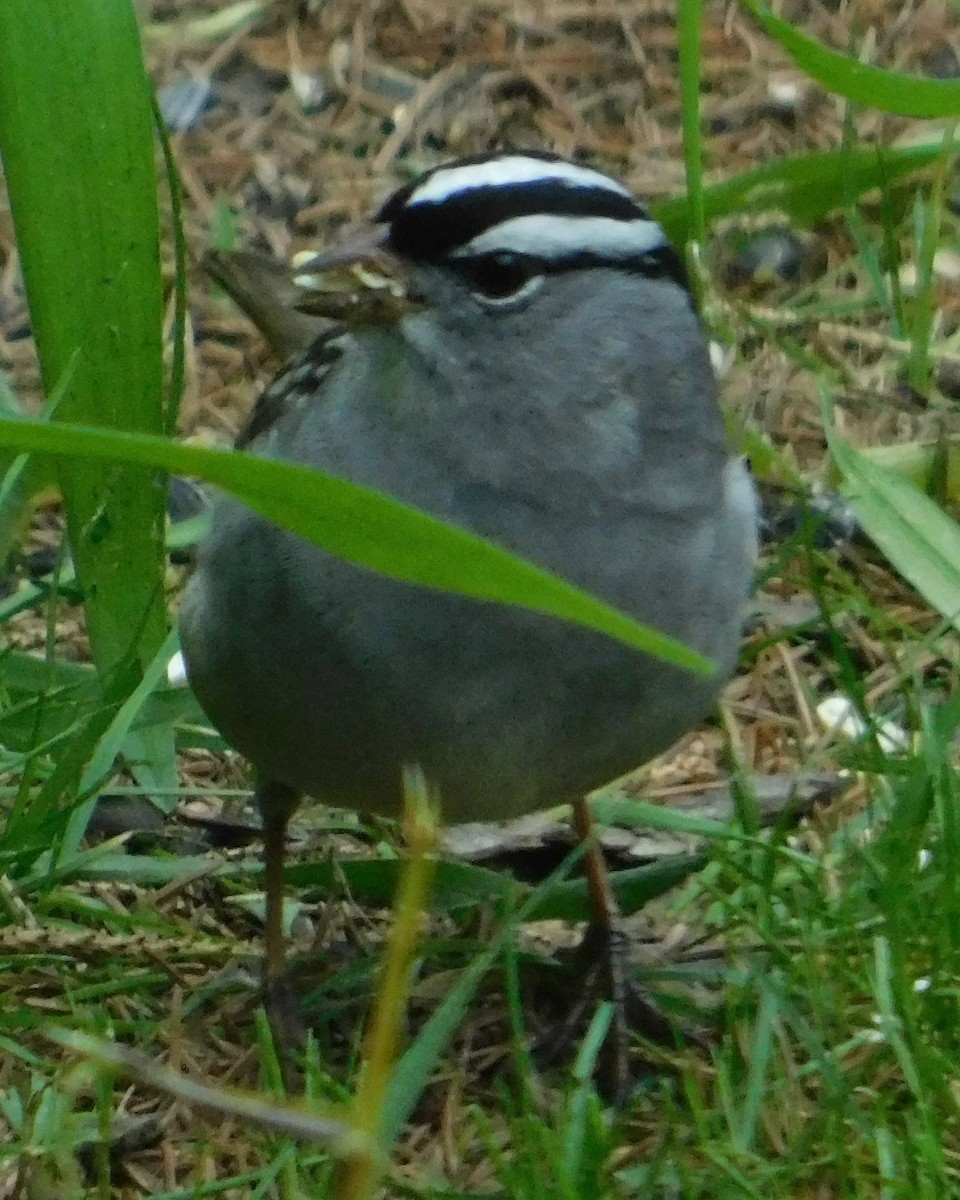 White-crowned Sparrow - ML618327156