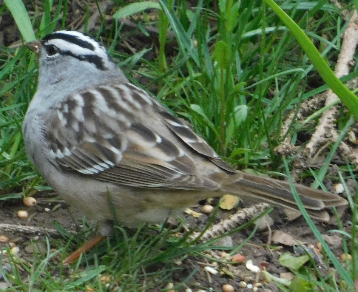 White-crowned Sparrow - ML618327165