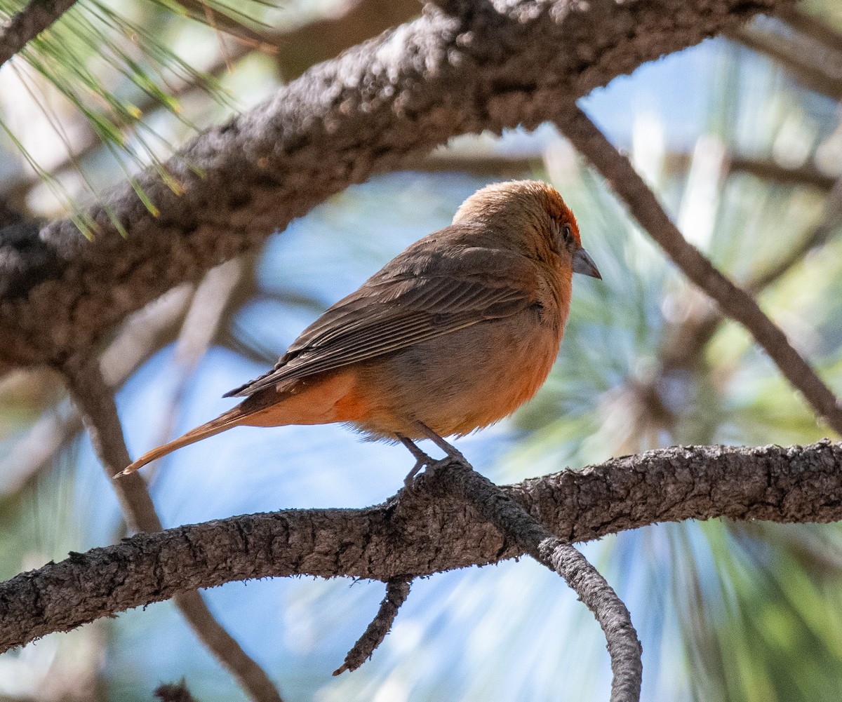 Hepatic Tanager - ML618327182