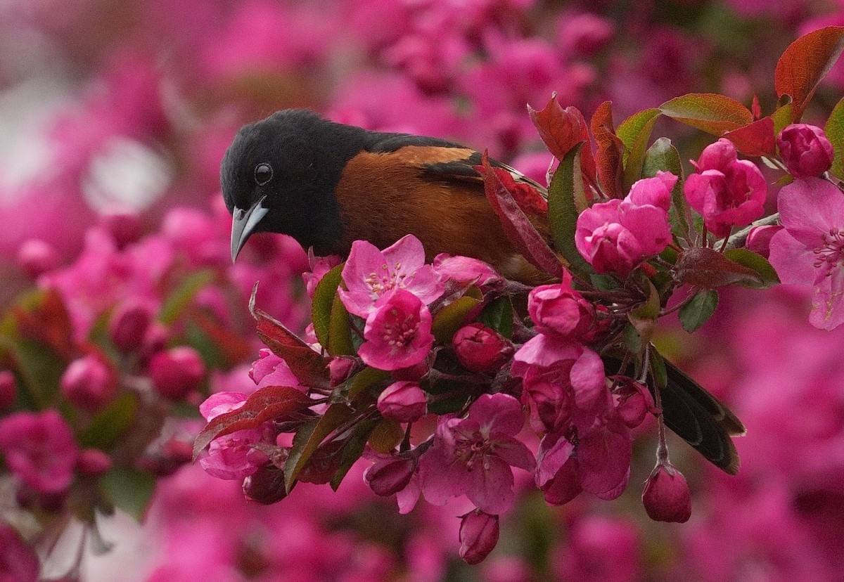 Orchard Oriole - ML618327195
