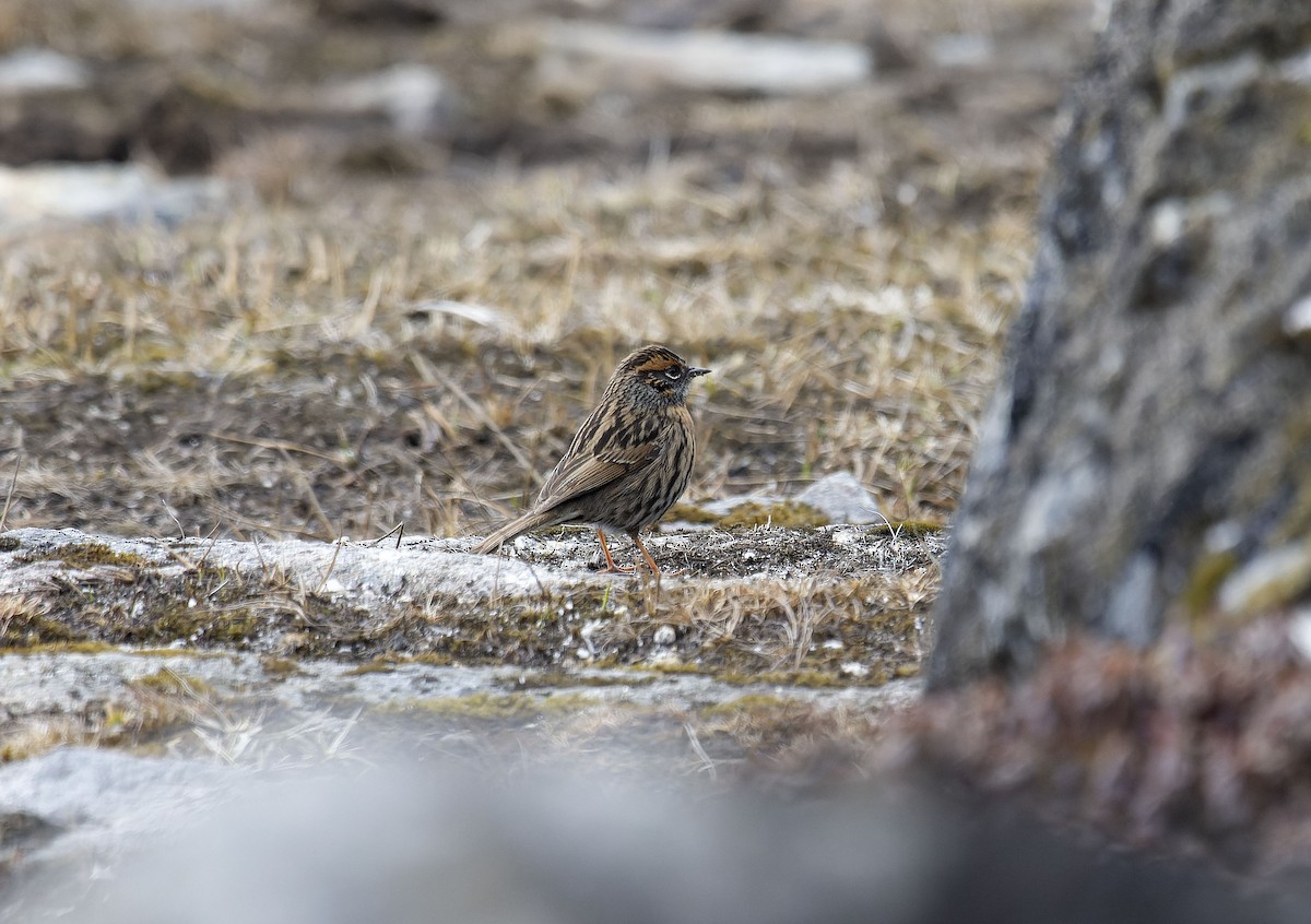 Rufous-breasted Accentor - ML618327200