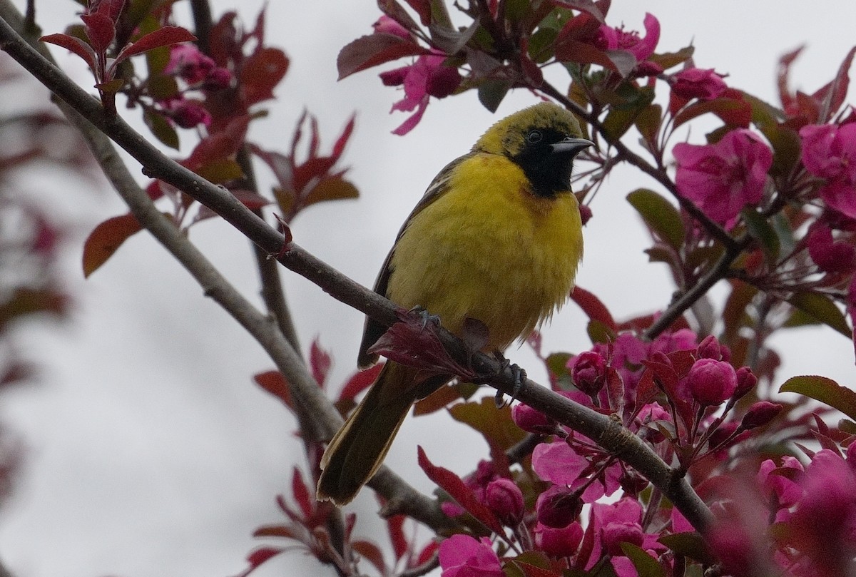 Orchard Oriole - ML618327202