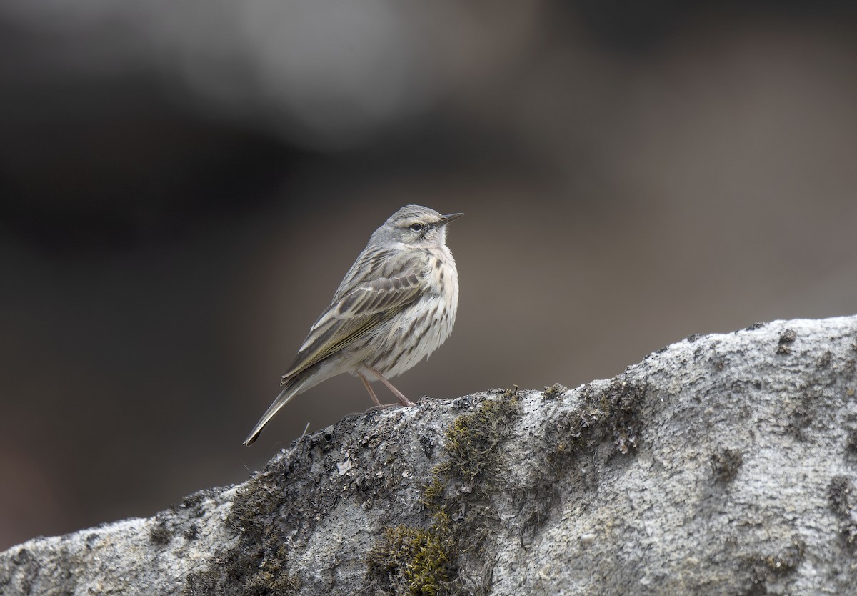 Rosy Pipit - ML618327209