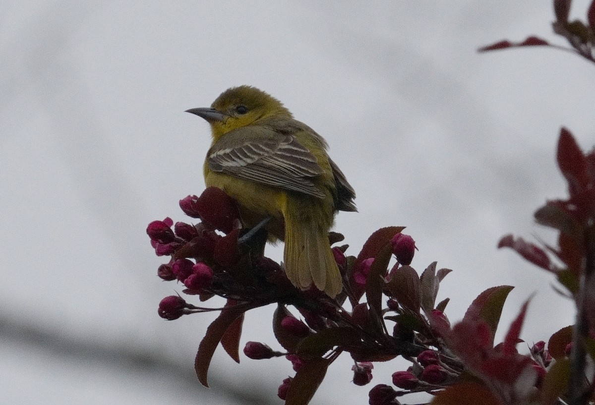 Orchard Oriole - ML618327210