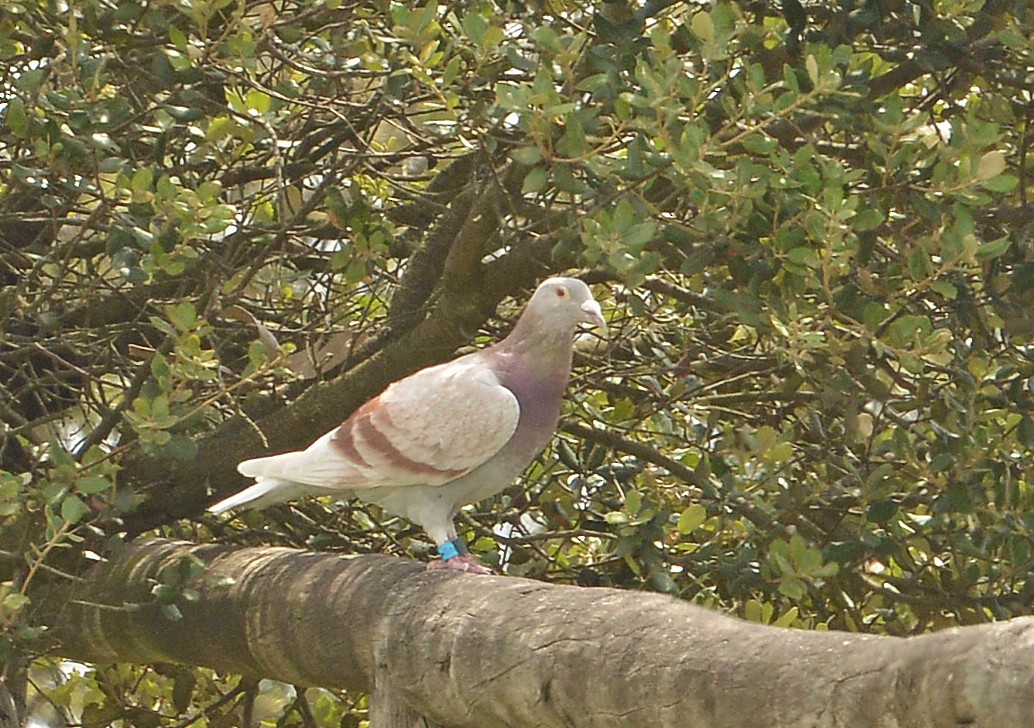 Rock Pigeon (Feral Pigeon) - ML618327215