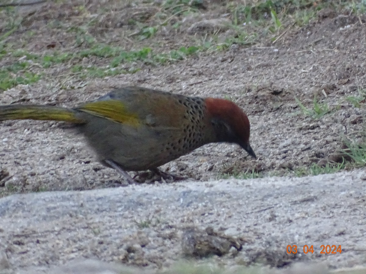 Chestnut-crowned Laughingthrush - ML618327219