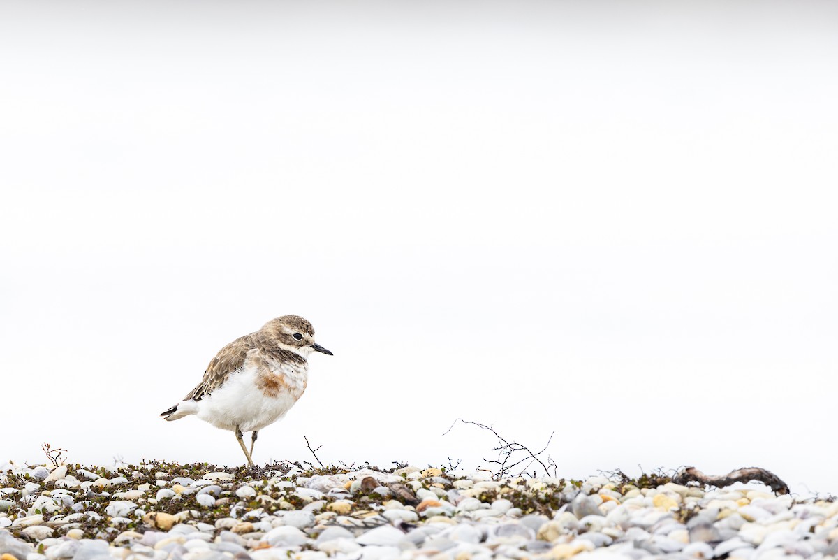 Double-banded Plover - ML618327234