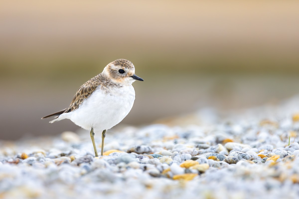 Double-banded Plover - ML618327237