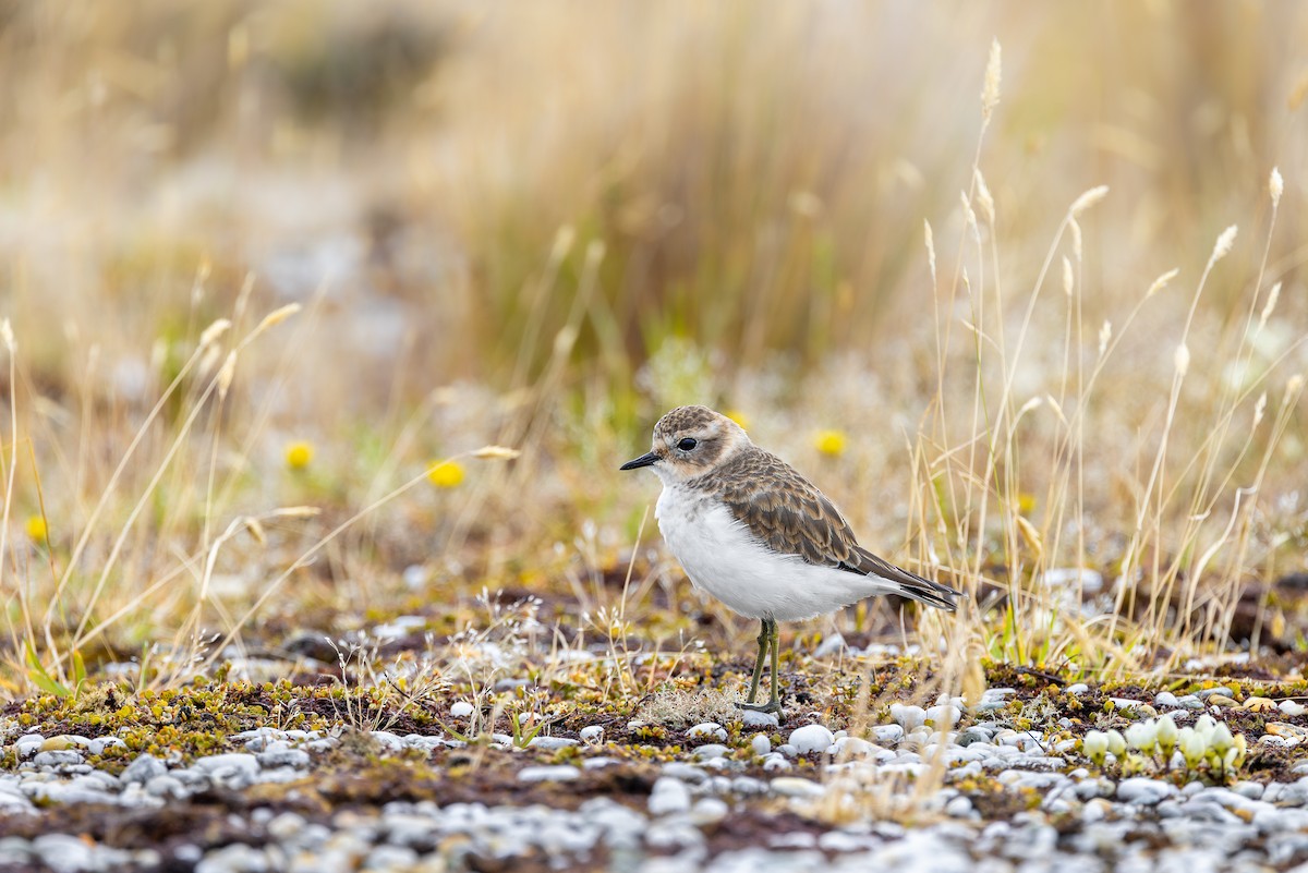Double-banded Plover - ML618327238
