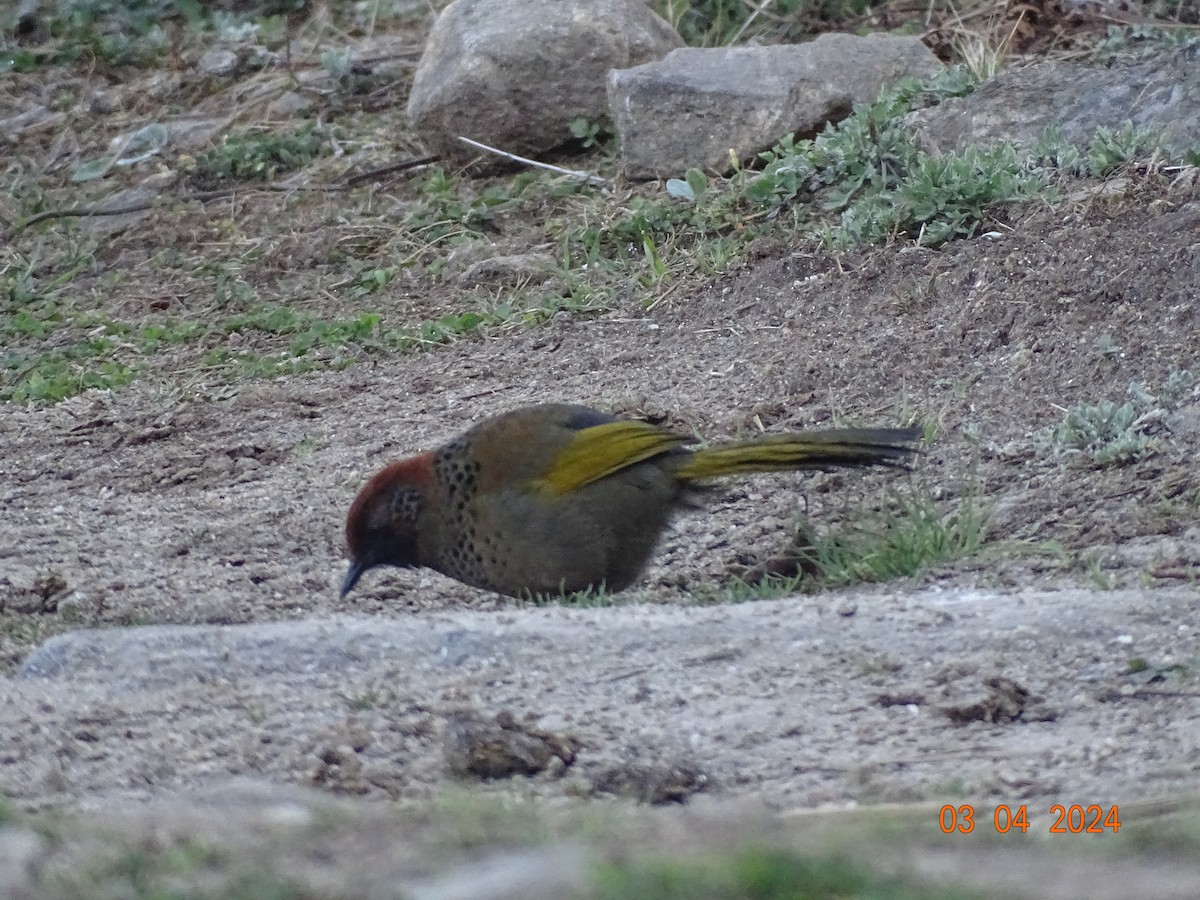 Chestnut-crowned Laughingthrush - ML618327240