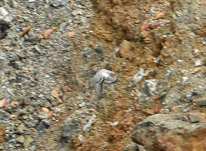 Rock Pigeon (Feral Pigeon) - ML618327260