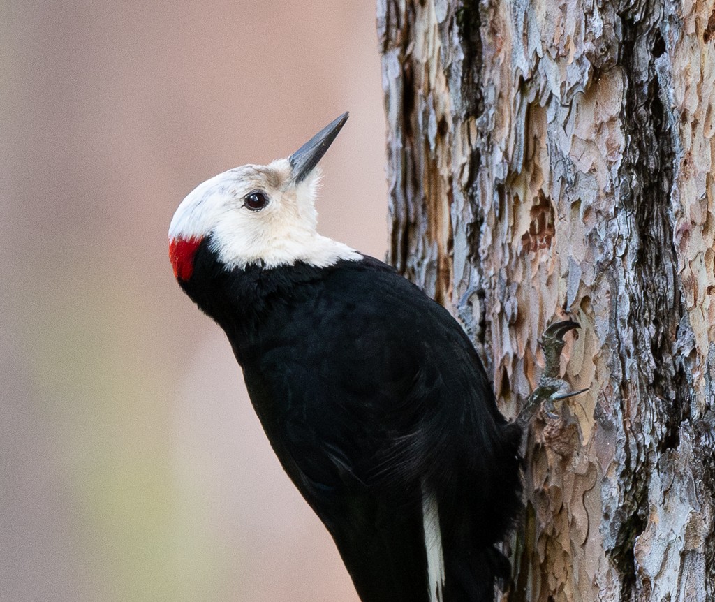 White-headed Woodpecker - ML618327274