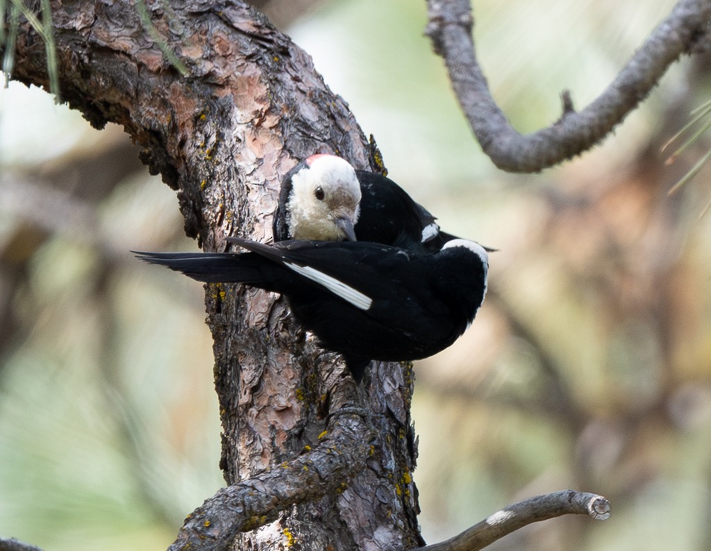 White-headed Woodpecker - Kevin Rutherford