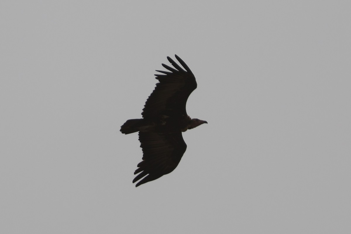 Hooded Vulture - ML618327279