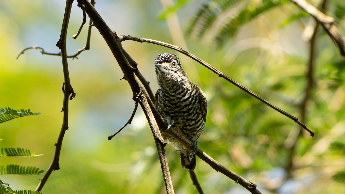 White-barred Piculet - ML618327281