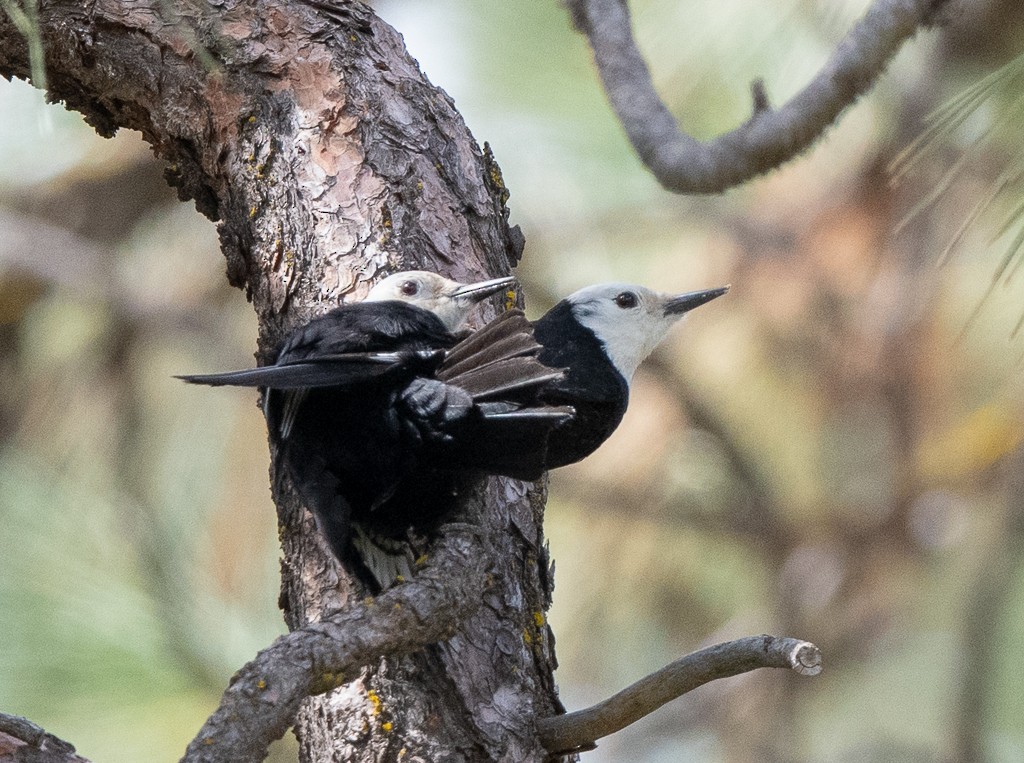 White-headed Woodpecker - Kevin Rutherford
