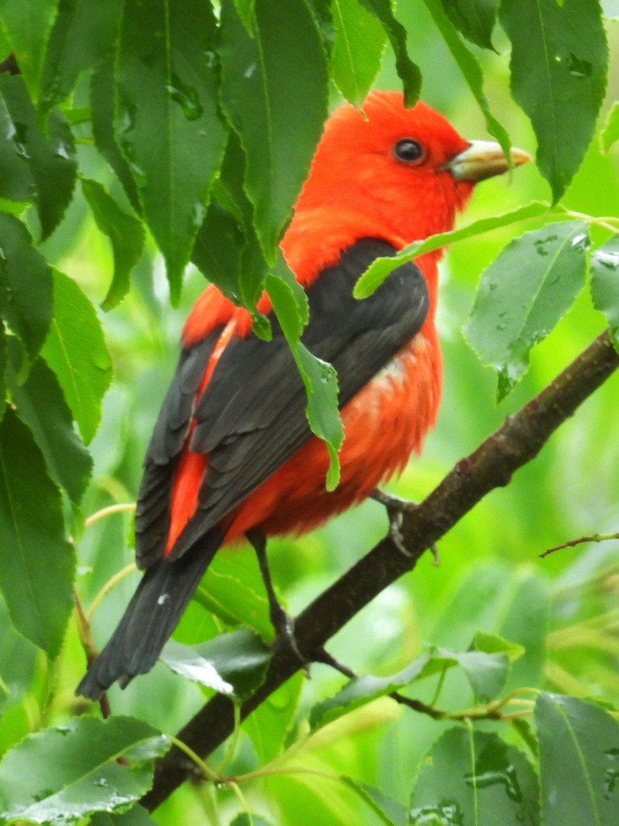 Scarlet Tanager - Annelia Williams