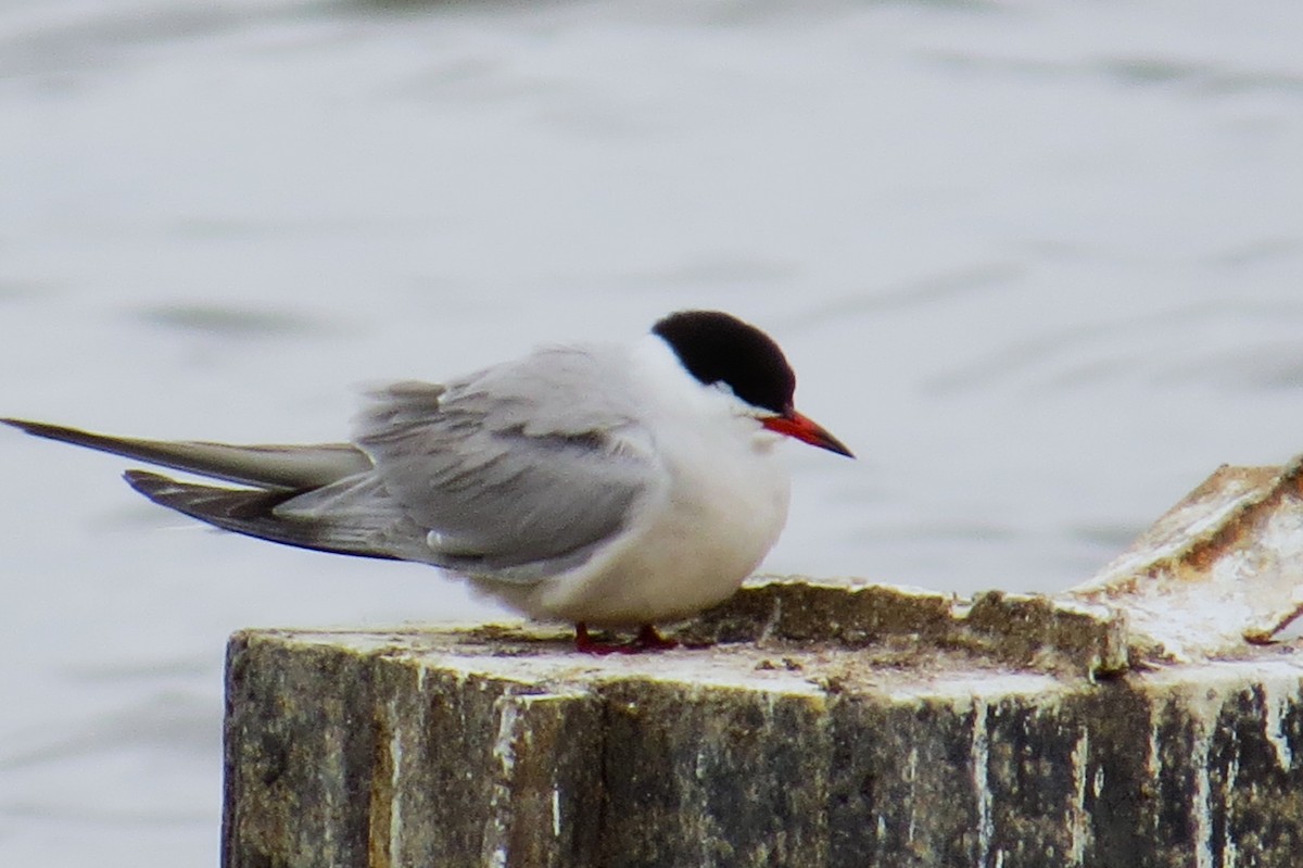 Common Tern - ML618327339