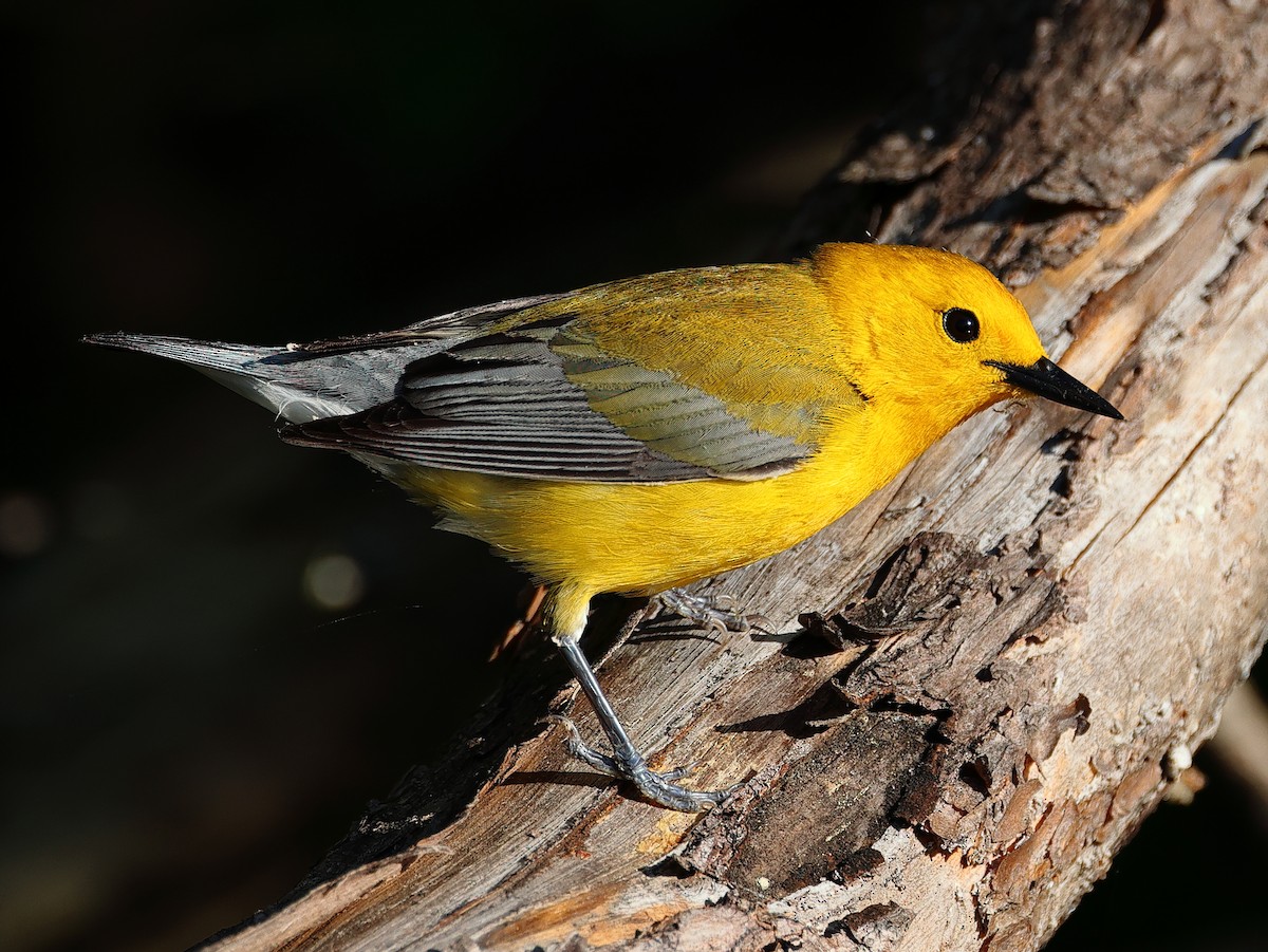 Prothonotary Warbler - ML618327394