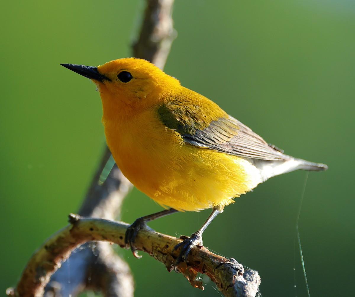 Prothonotary Warbler - ML618327395