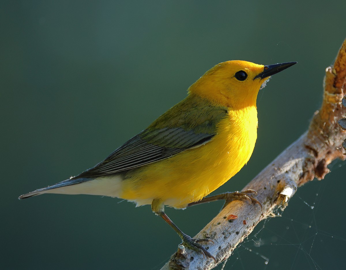 Prothonotary Warbler - ML618327396
