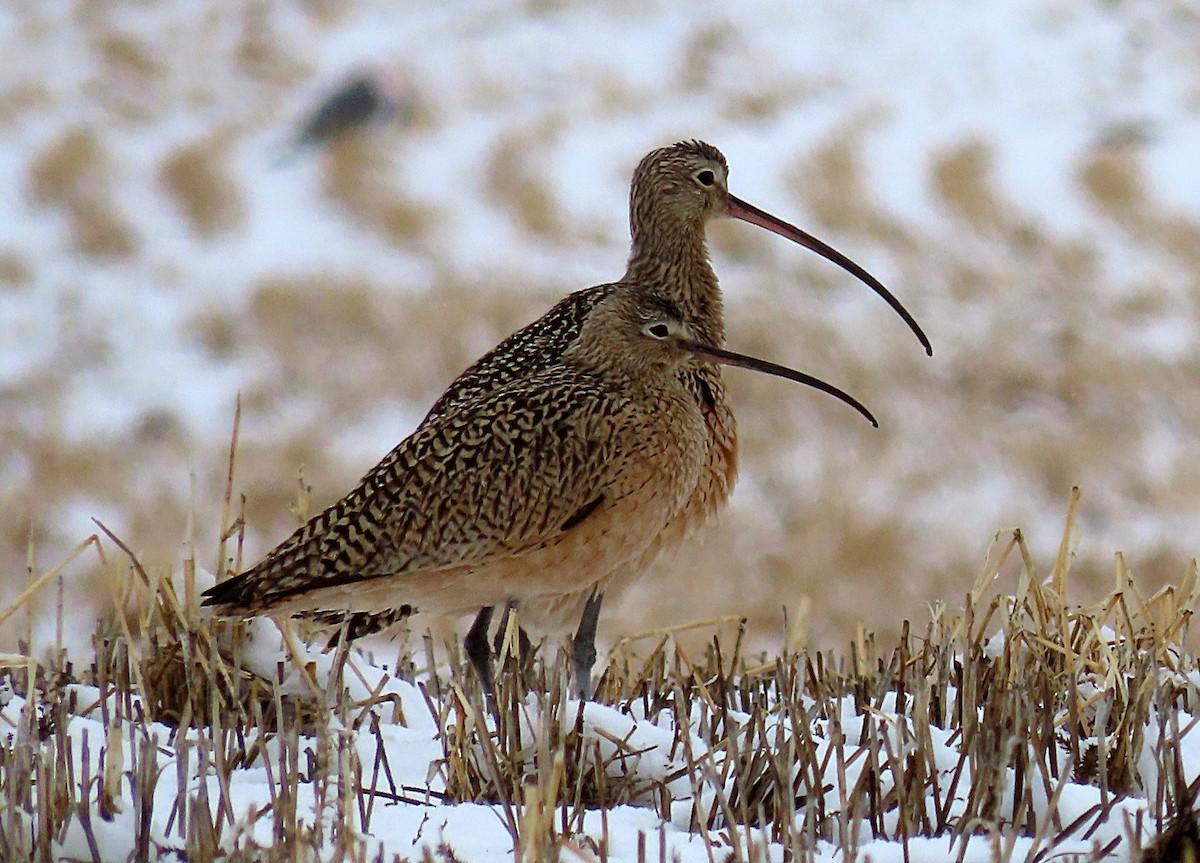 Long-billed Curlew - ML618327427