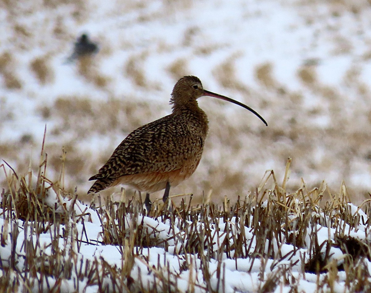 Long-billed Curlew - ML618327428