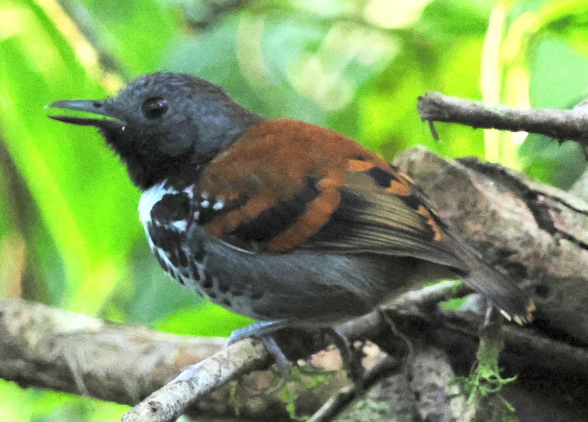 Spotted Antbird - ML618327449