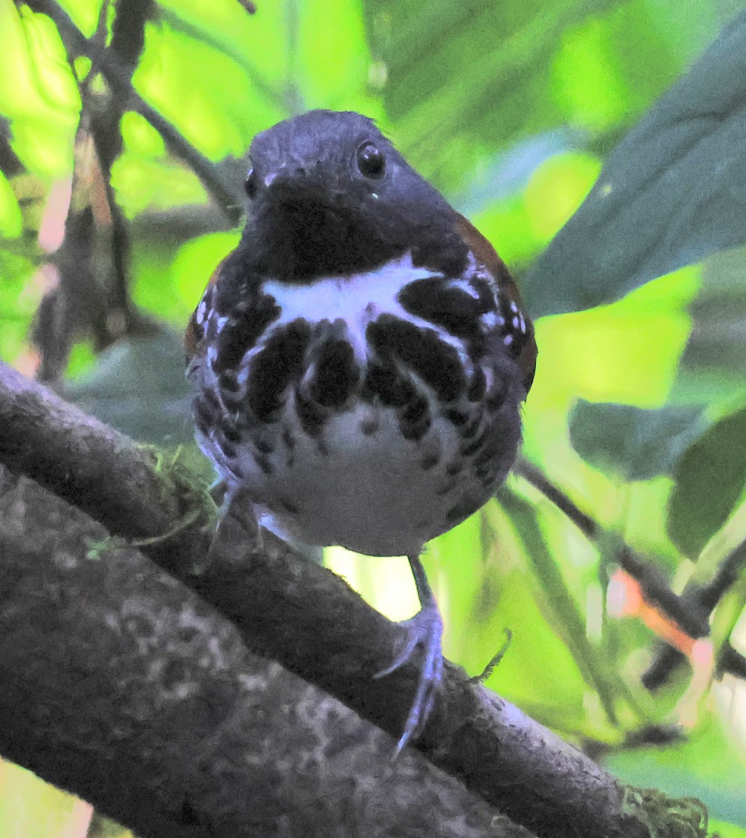 Spotted Antbird - ML618327450