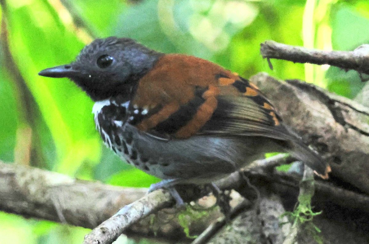 Spotted Antbird - ML618327451
