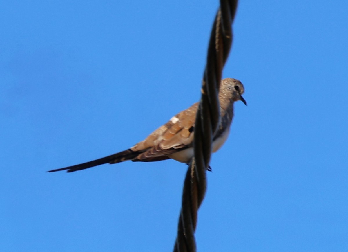 Namaqua Dove - ML618327501