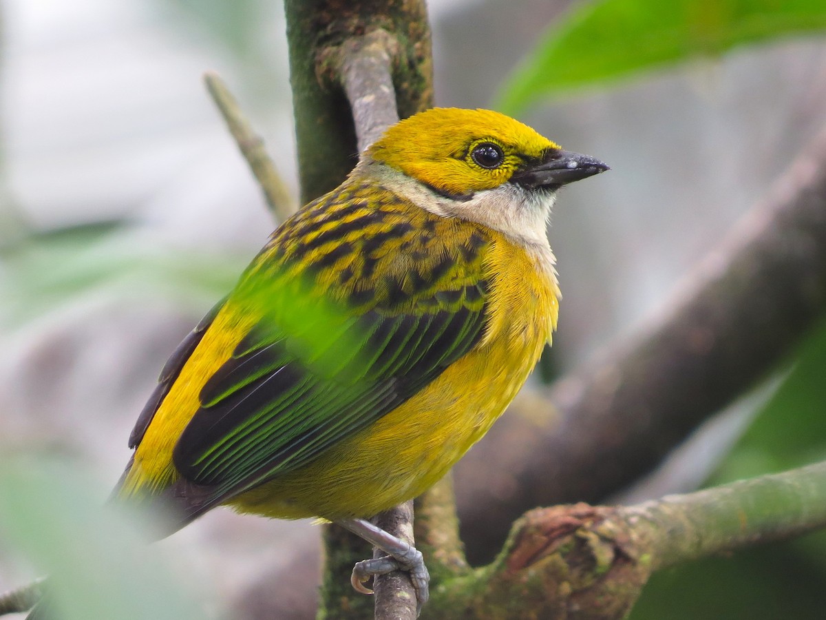 Silver-throated Tanager - ML618327511