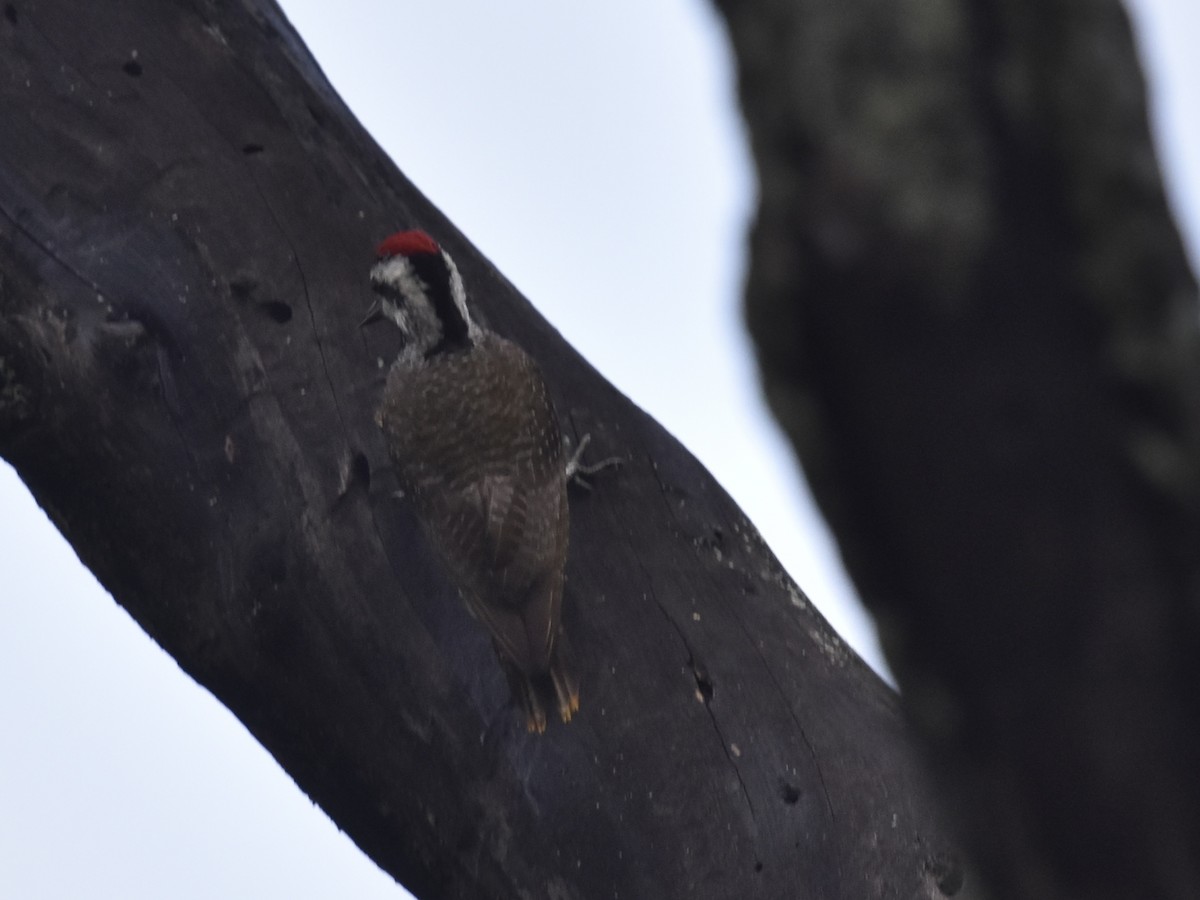 Bearded Woodpecker - ML618327519