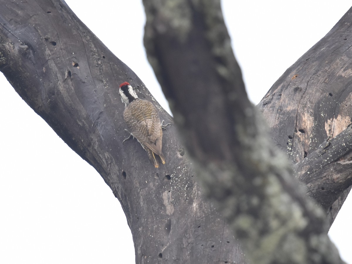 Bearded Woodpecker - ML618327520