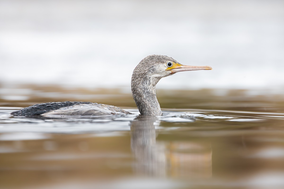 Spotted Shag - ML618327530