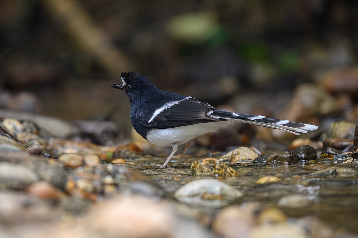 White-crowned Forktail - ML618327551