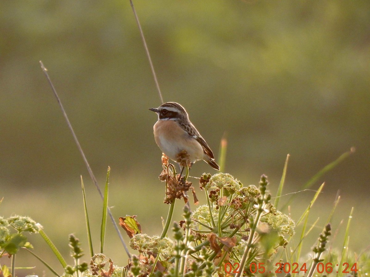 Whinchat - ML618327553