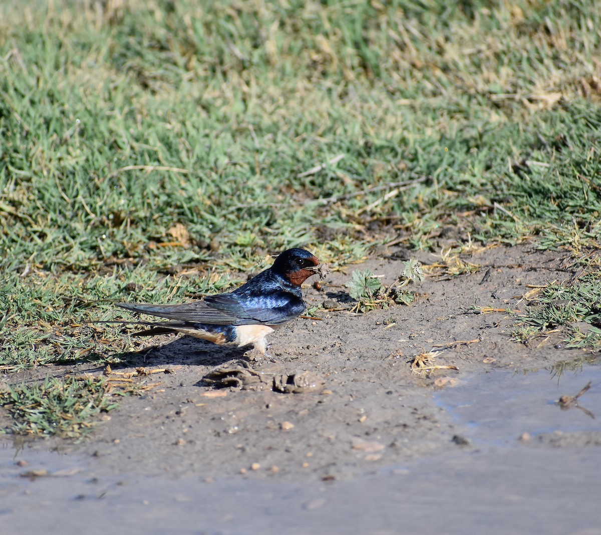Red-rumped Swallow - ML618327556