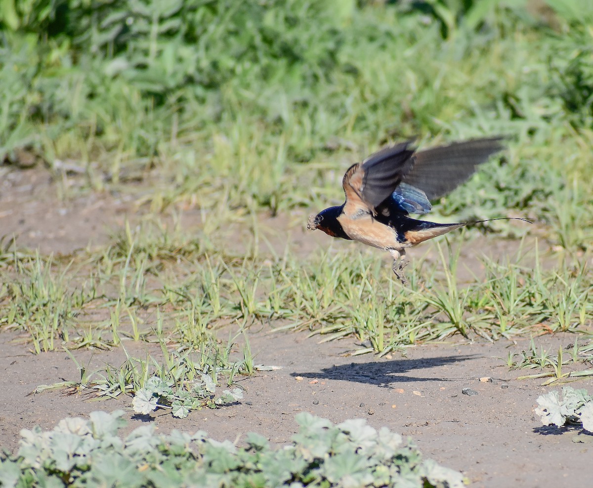 Red-rumped Swallow - ML618327557