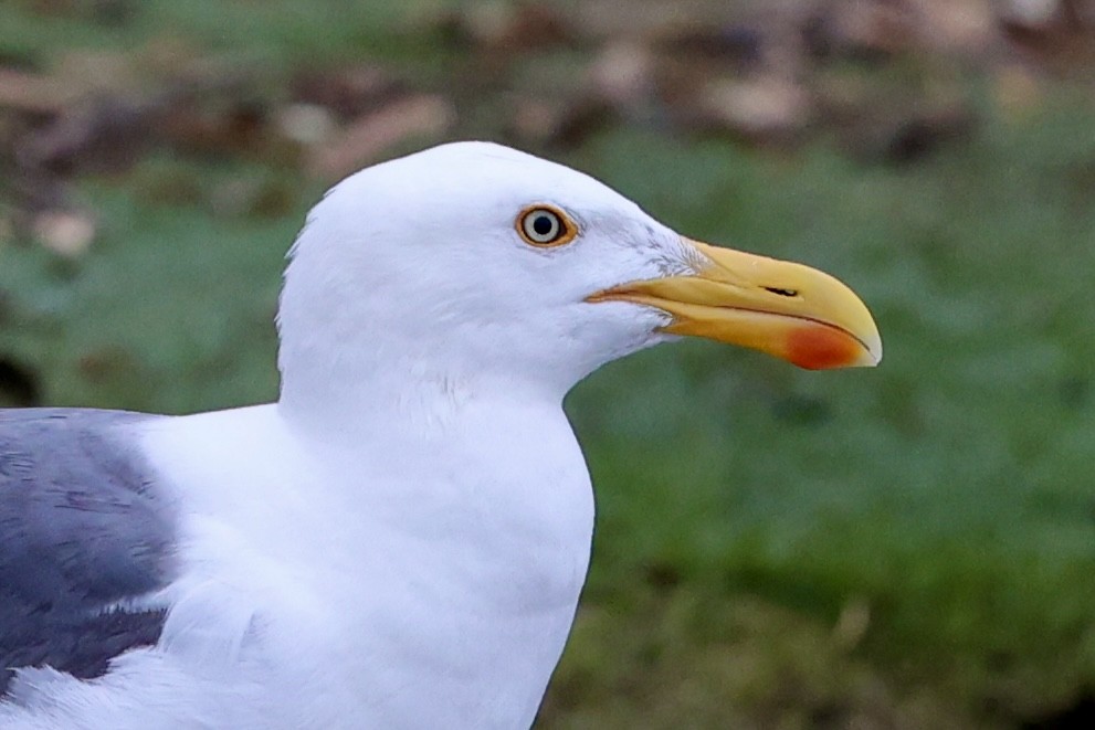 Yellow-footed Gull - ML618327564
