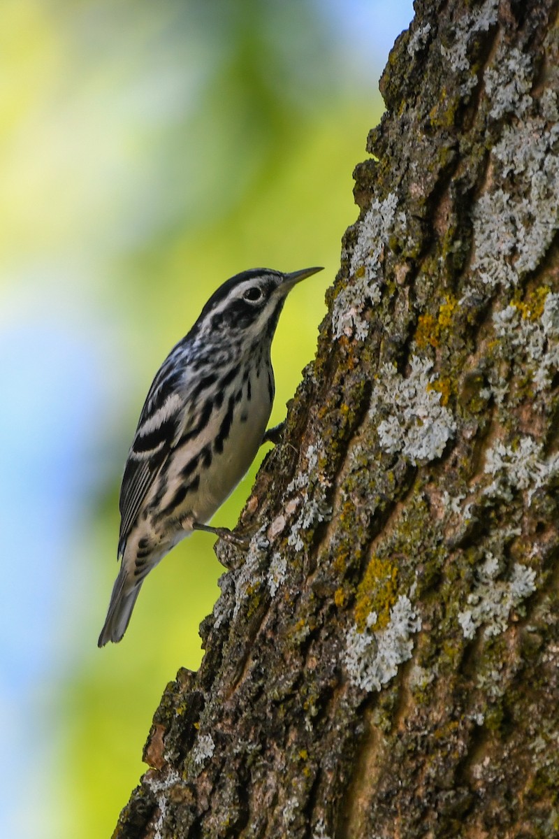 Black-and-white Warbler - ML618327565