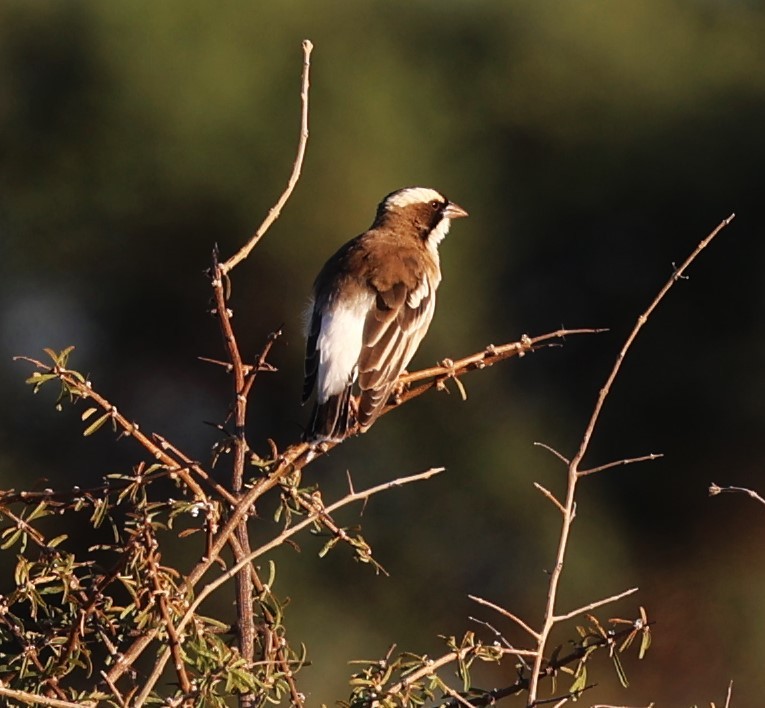 White-browed Sparrow-Weaver - ML618327567
