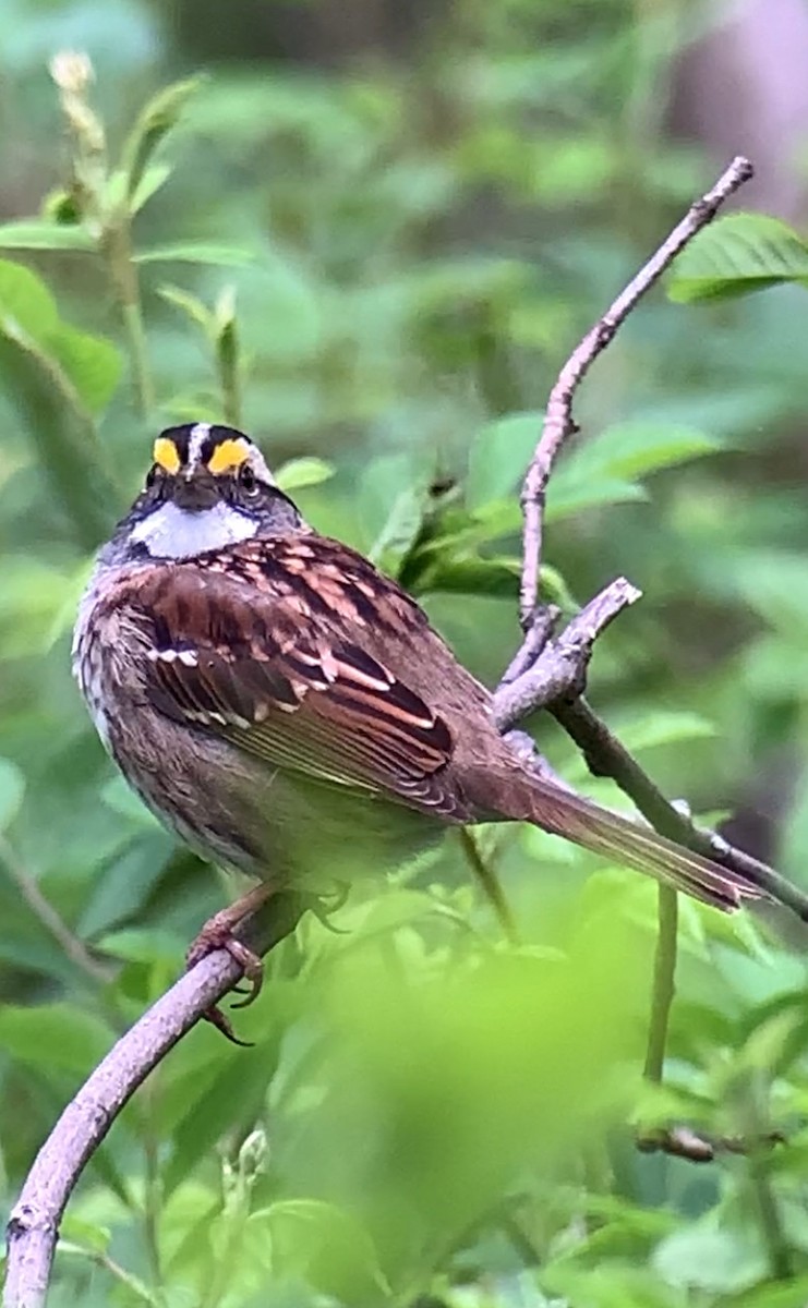 White-throated Sparrow - ML618327568