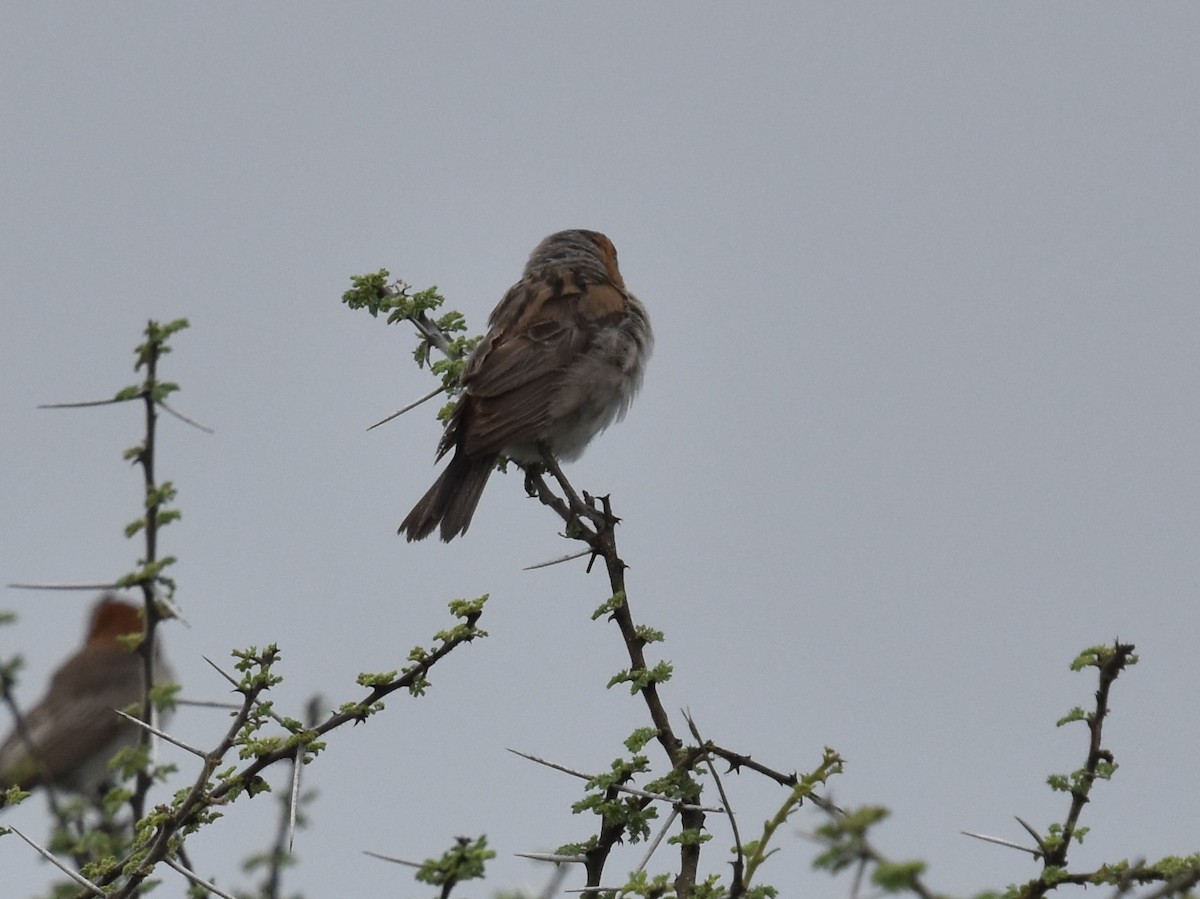 Kenya Rufous Sparrow - ML618327612