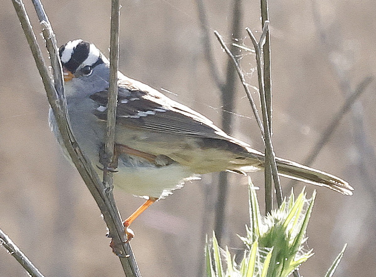 White-crowned Sparrow - ML618327635