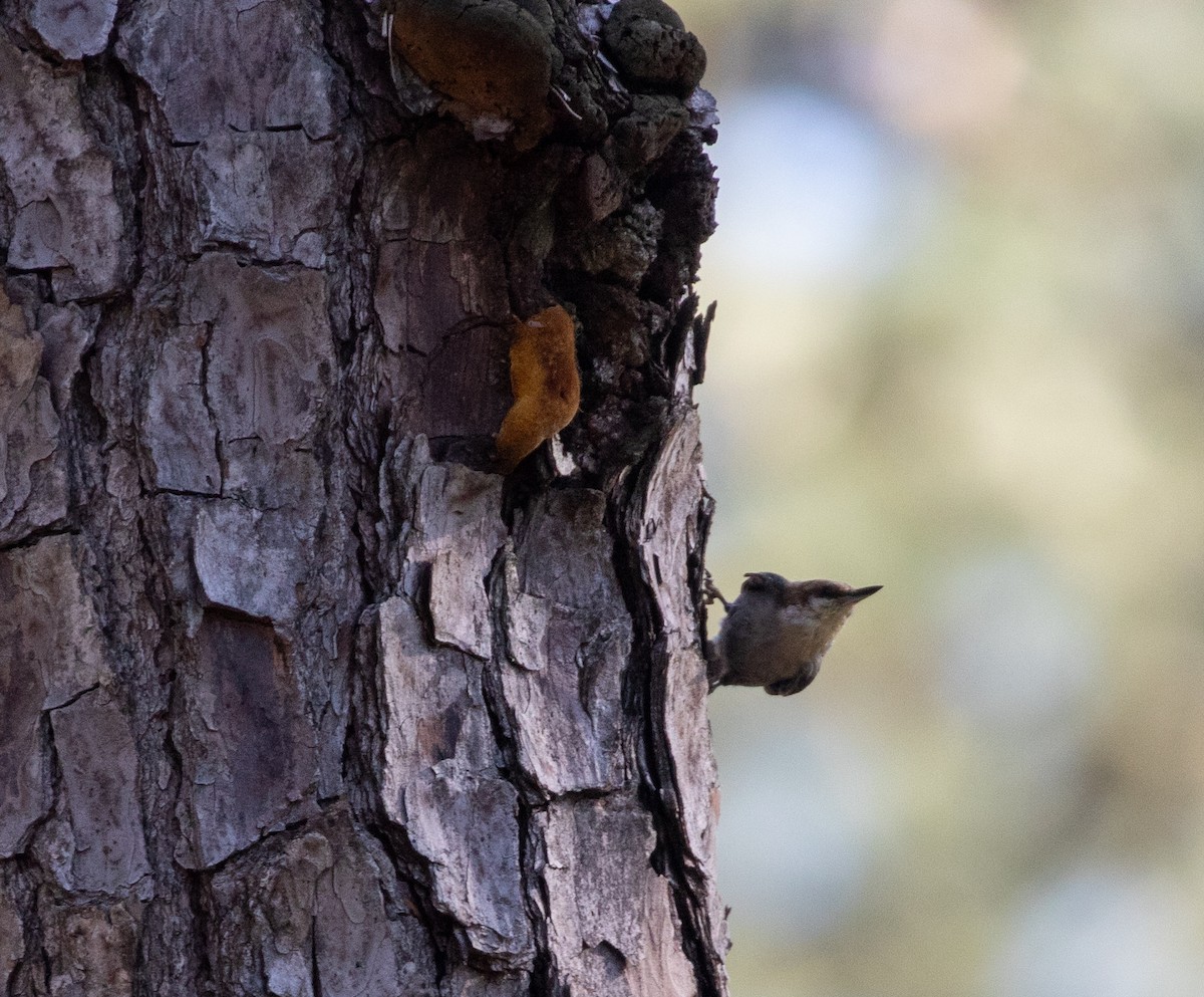 Brown-headed Nuthatch - ML618327679