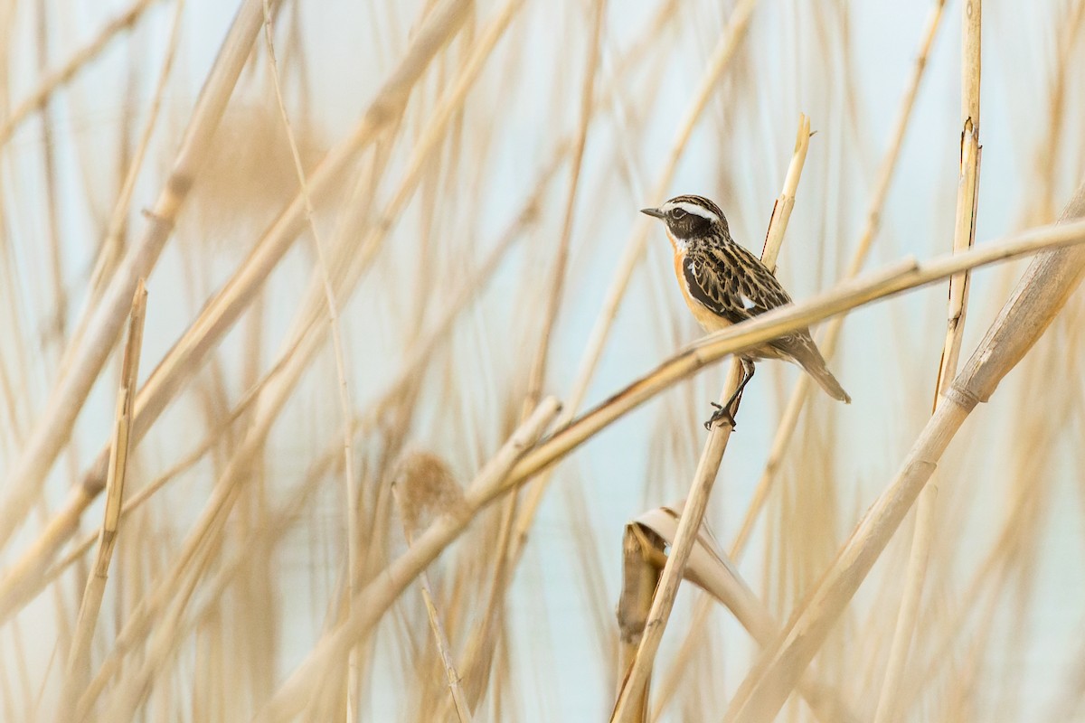 Whinchat - ML618327684