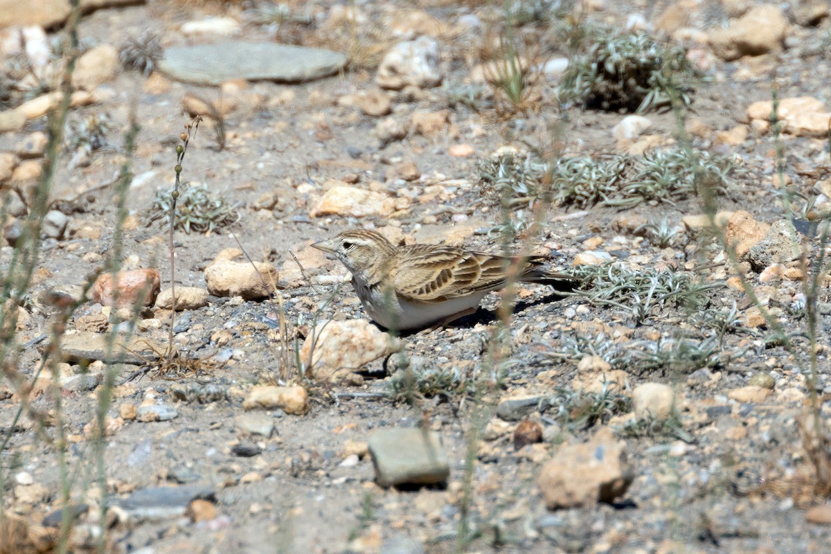 Greater Short-toed Lark - Anonymous